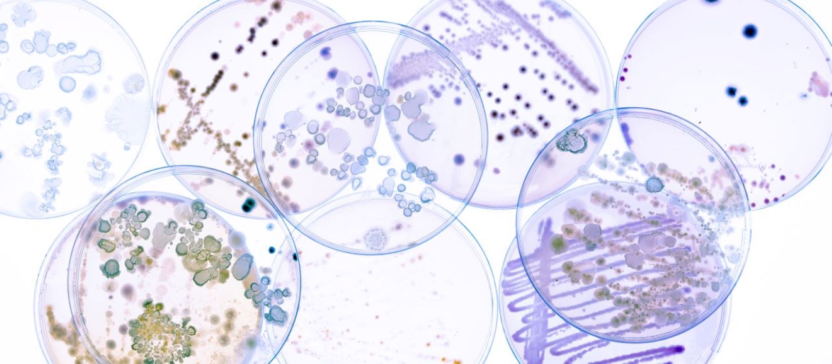 Image of many overlapping Petri dishes